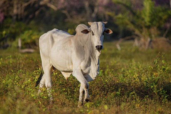 Brahminy cattle (Bos primigenius indicus) Pantanal Brazil