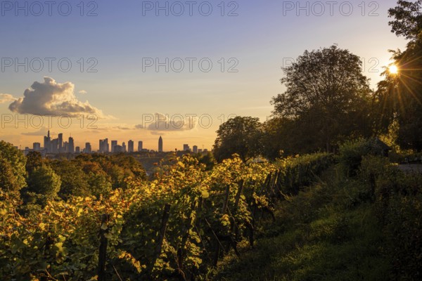 The light of the setting sun falls on the vines on the Lohrberg in Frankfurt am Main. The silhouette of Frankfurt's banking skyline rises on the horizon, Lohrberg, Frankfurt am Main, Hesse, Germany, Europe