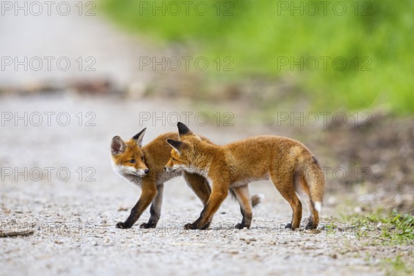 Fox (Vulpes vulpes) puppy Germany