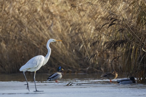 Great White Egret (Egretta alba) Germany