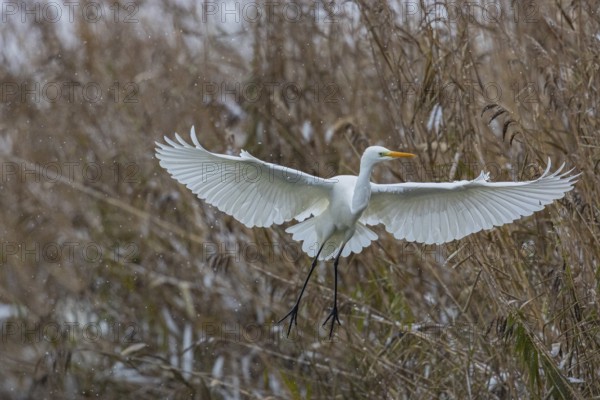 Great White Egret (Egretta alba) Germany