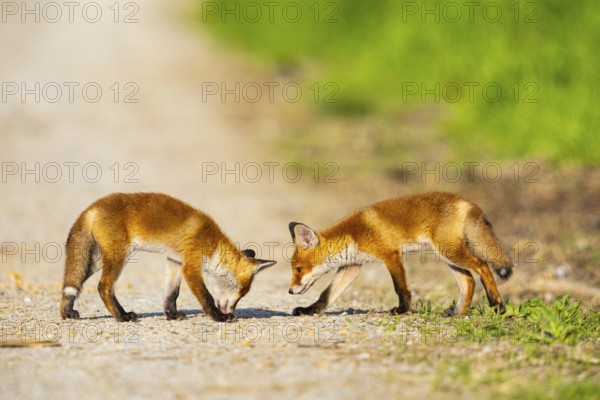 Fox (Vulpes vulpes) puppies Germany