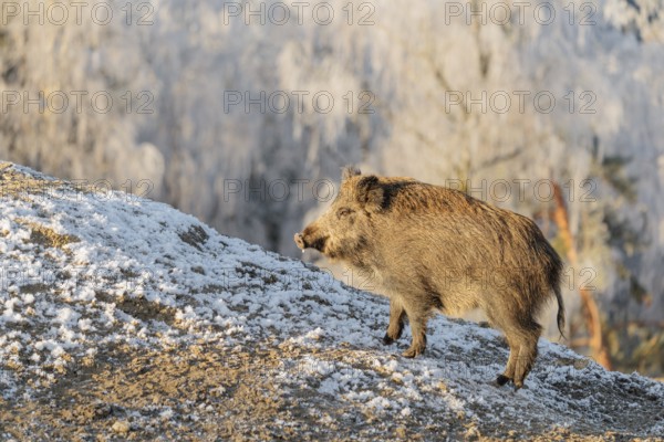 On a sunny day, a wild boar (Sus scrofa) searches for food in a frozen field. A forest covered in hoarfrost can be seen in the background