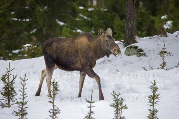 Moose, elk (Alces alces) cow, female foraging in the snow in coniferous forest with spruce trees in winter, Sweden, Europe