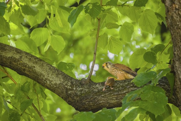A common kestrel (Falco tinnunculus) with his prey a European hamster (Cricetus cricetus) sits on a branch of a tree. The hamster is still alive