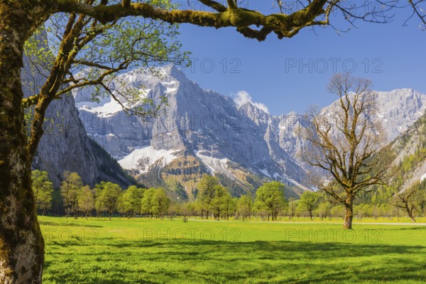 Nature conservancy area Grosser Ahornboden. Sycamore maple trees, Acer pseudoplatanus, in springtime. Karwendel Mountains, Austria, Europe