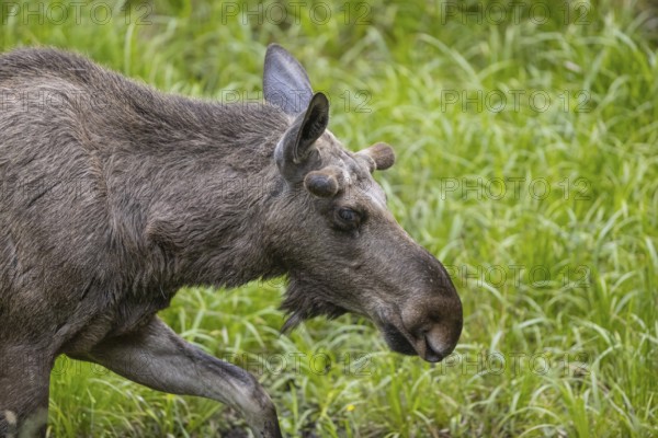 One adult male moose or elk, Alces alces, grazing on a meadow with tall fresh green grass
