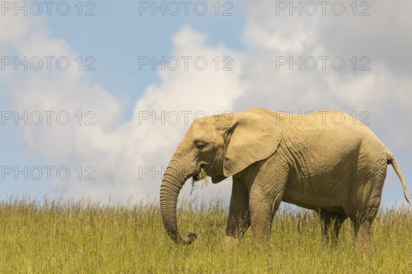 An adult female African elephant (Loxodonta africana) stands on a meadow with tall grass, eating it