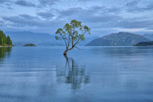 A lone tree stands in a calm blue lake in front of mountains, summer, Lake Wanaka, Wanaka, Otago, South Island, New Zealand, Oceania