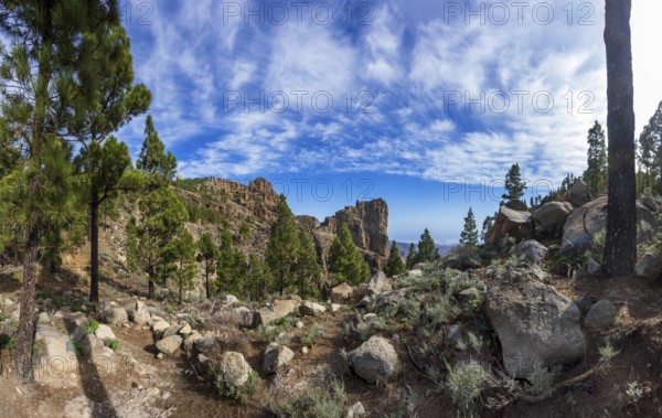 Pine forest around the summit of Pico de las Nieves, Gran Canaria, Canary Islands, Spain, Europe