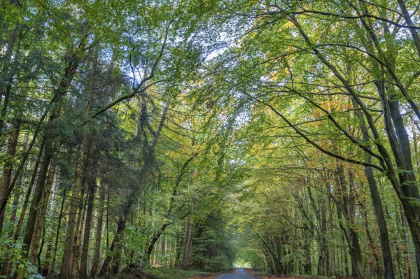 Autumnal beech forest (Fagus) on a village street Rehna, Mecklenburg-Vorpommern, Germany, Europe