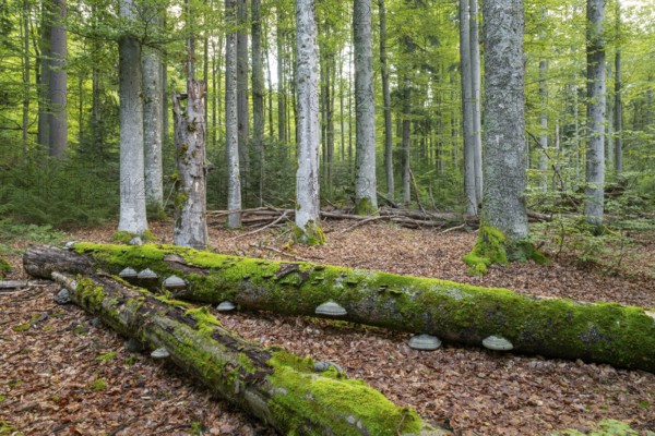 Mixed mountain forest with copper beech (Fagus sylvatica) and spruce (Picea abies), lying deadwood overgrown with moss, Bavarian Forest National Park, Bavaria, Germany, Europe