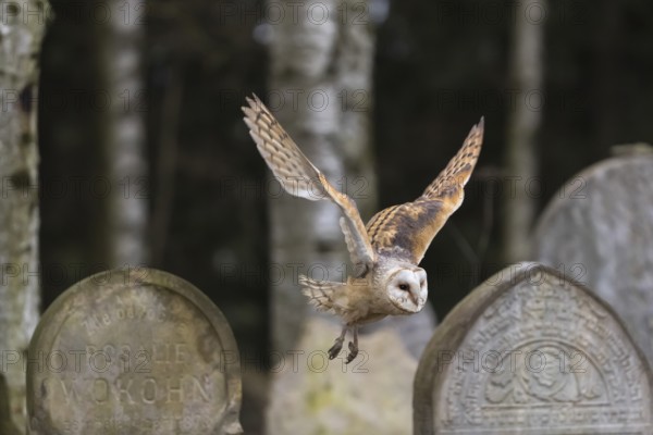 One barn owl (Tyto alba) flying on a historic graveyard in a forest between the gravestones. Green vegetation in the background