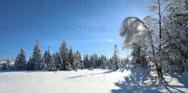 Untouched winter landscape with snow-covered forest under a blue sky, sun shining through snow-covered trees, near Torfhaus, Harz National Park, Lower Saxony, Germany, Europe
