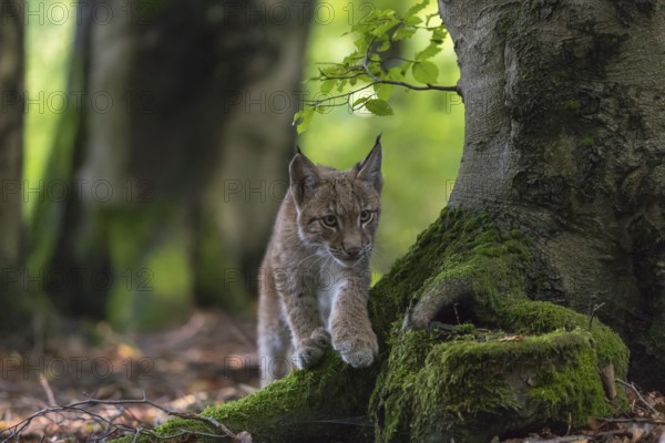 One young Eurasian lynx, (Lynx lynx), walking thru a forest. Green vegetation around him