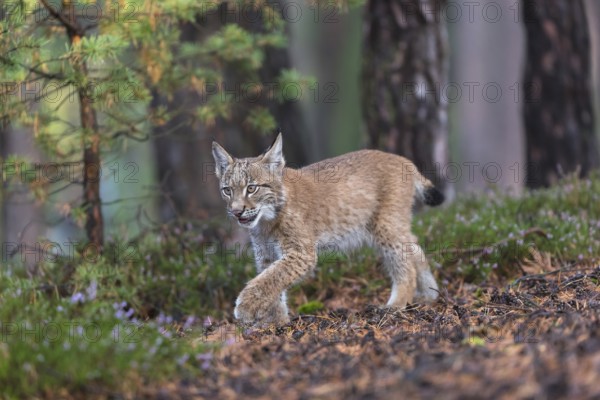 One young Eurasian lynx, (Lynx lynx), walking thru a forest. Green vegetation around him