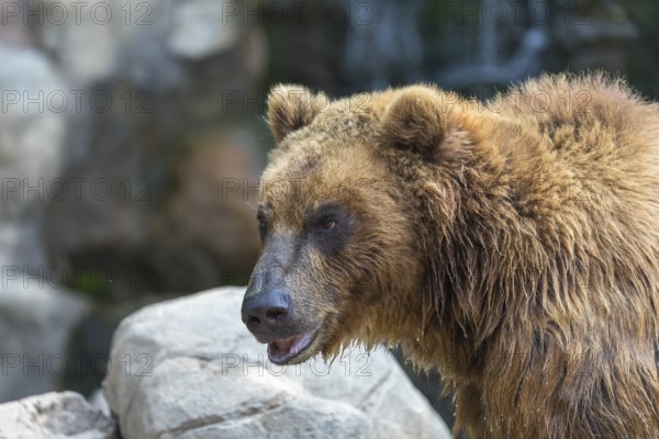 One Kamchatka brown bear (Ursus arctos piscator), sideview portrait