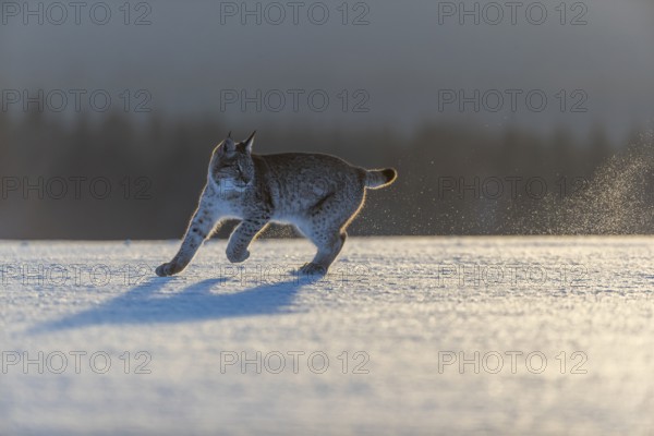 One young male Eurasian lynx, (Lynx lynx), running over a snow covered meadow in backlight condition with a forest in the background in early morning light