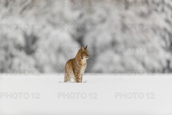 One young male Eurasian lynx, (Lynx lynx), walking over a deep snow covered meadow with a forest in the background