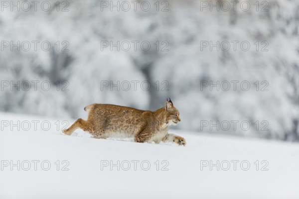 One young male Eurasian lynx, (Lynx lynx), walking over a deep snow covered meadow with a forest in the background