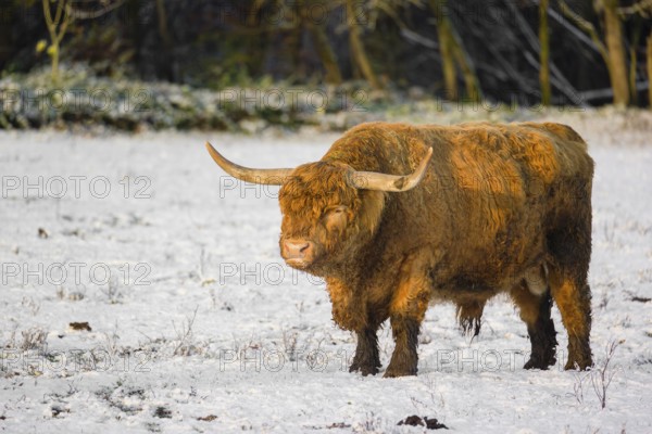 A highland bull (Bos primigenius taurus) stands in a snow-covered pasture