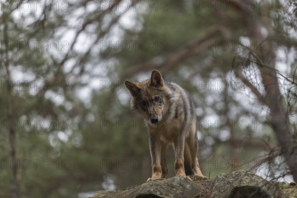 One young male eurasian gray wolf (Canis lupus lupus) running thru a forest with rocks and heather. Green vegetation in the background