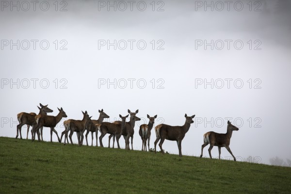 A herd of female red deer standing on a meadow with a wall of fog behind them