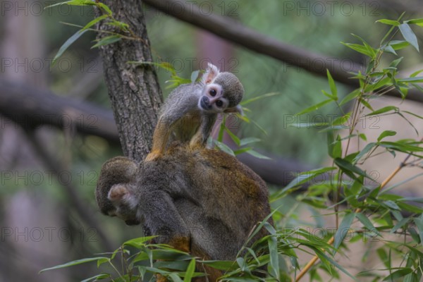 One female Central American squirrel monkey, Saimiri oerstedii, carrying her baby. Green vegetation around