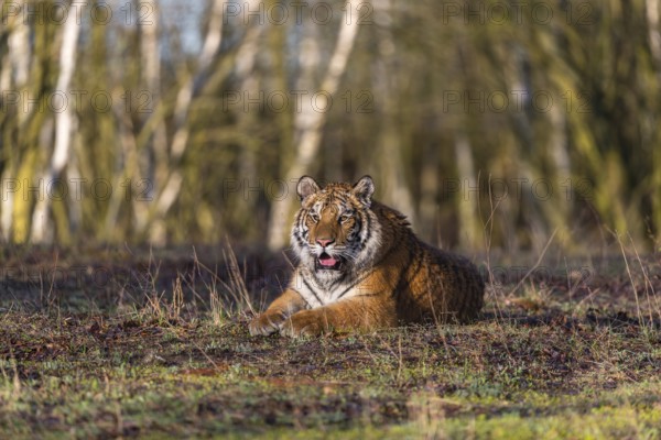 One young female Siberian Tiger, Panthera tigris altaica, resting on the forest floor. Early morning light
