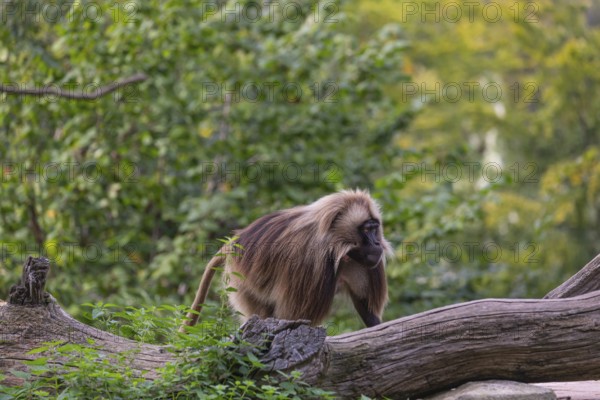 One adult male Gelada (Theropithecus gelada), or bleeding-heart monkey walking through riverine vegetation behind a log. A green forest in the background