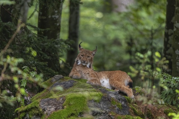 One adult Eurasian lynx, (Lynx lynx), resting in a forest on mossy rocks