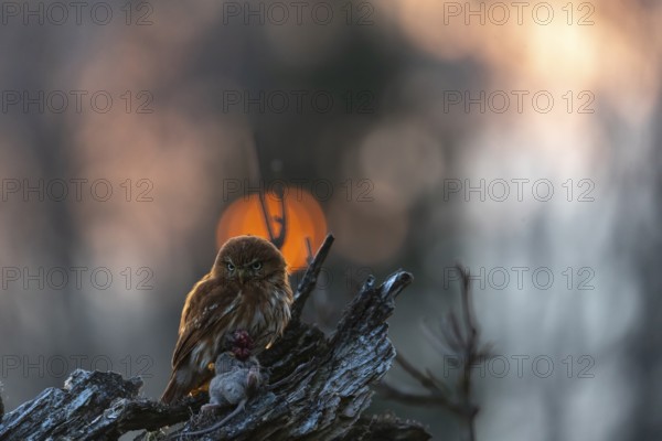 One East Brazilian pygmy owl (Glaucidium minutissimum), also known as least pygmy-owl or Sick's pygmy-owl, sitting on a small twig of a tree, feeding on a mouse. Back light condition in last evening light during sunset