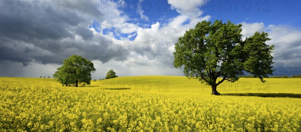 Solitary oaks in a flowering rape field, approaching thunderstorm, Saxony-Anhalt, Germany, Europe