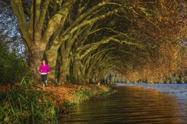 Essen, North Rhine-Westphalia, Germany - Young woman jogging on the lakeshore under trees with autumn leaves. Golden autumn at the Lake Baldeney. Note: verbal consent for press publication from the jogging woman in pink