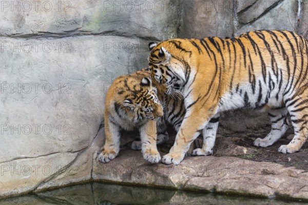 Siberian Tiger Mother with one cub, Panthera tigris altaica, playing with each other. Rock wall behind them