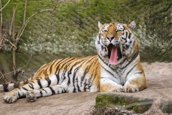 Siberian tiger (Panthera tigris tigris) lying in a forest, captive, incidence in Russia and Northeast China