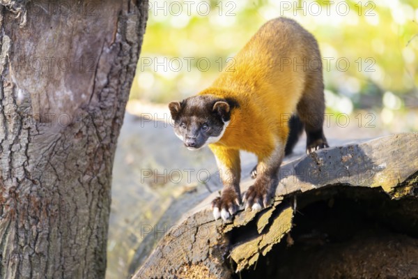 Yellow-throated marten (Martes flavigula) in a forest, captive, Germany, Europe
