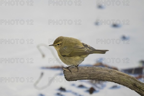A chiffchaff (Phylloscopus collybita) sitting attentively on a branch against a quiet background, Hesse, Germany, Europe