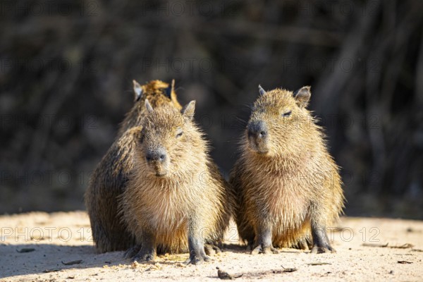 Capybara (Hydrochaeris hydrochaeris) Pantanal Brazil
