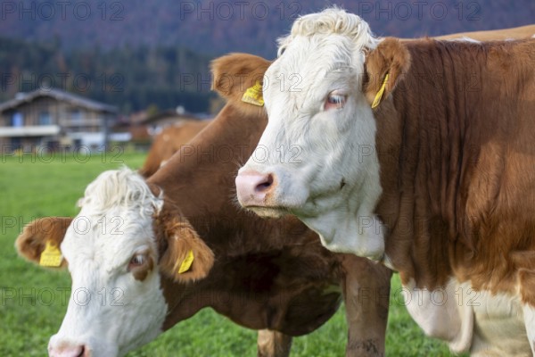 Cows (Simmental Fleckvieh) on the pasture in Tyrol