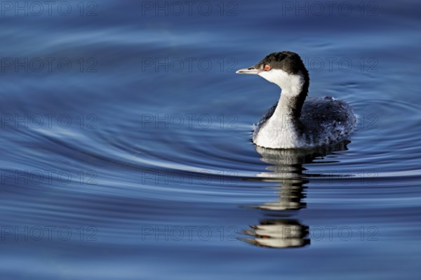 Slavonian grebe (Podiceps auritus), adult, in a white plumage, winter plumage, swimming in Lake Zug, Switzerland, Europe