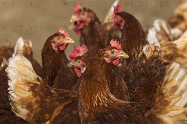 Chickens standing close together with attentive gaze, brown plumage, domestic chicken, Rhineland-Palatinate, Germany, Europe