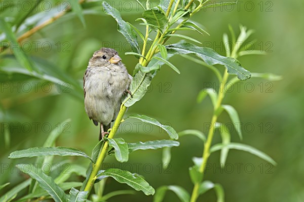 House sparrow (Passer domesticus), female, sitting on a branch, Switzerland, Europe