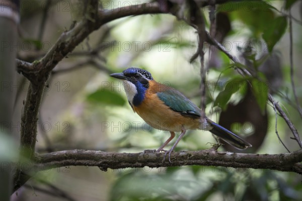 Pitta like ground roller in the rainforests of Mantadia National Park in eastern Madagascar
