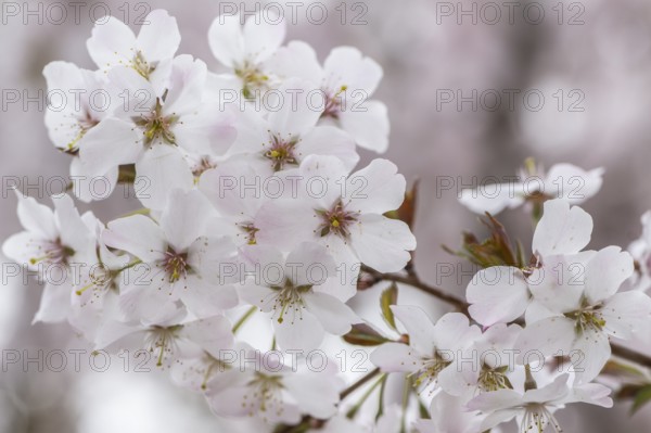 March cherry (Prunus incisa), Emsland, Lower Saxony, Germany, Europe