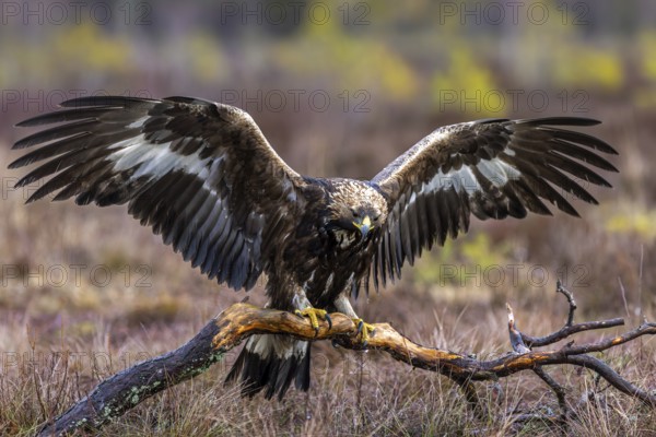 European golden eagle (Aquila chrysaetos chrysaetos) landing on branch with spread wings in moorland, heathland