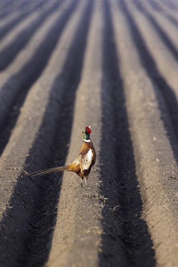 Common pheasant, ring-necked pheasant (Phasianus colchicus) male, cock calling from potato field in spring
