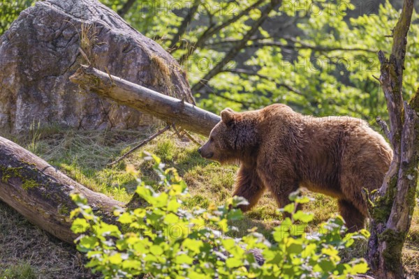 An adult female brown bear (Ursus arctos arctos) walks up a hill between rocks and dead trees