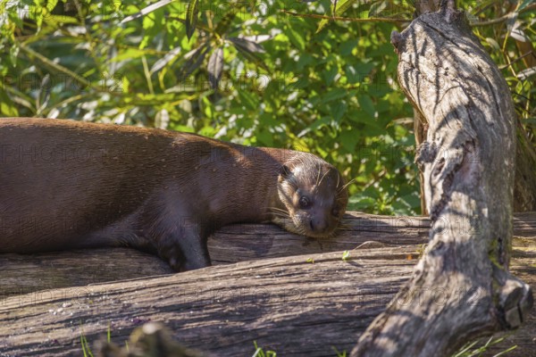 A giant otter or giant river otter (Pteronura brasiliensis) lies on a rotten tree lying on a river bank