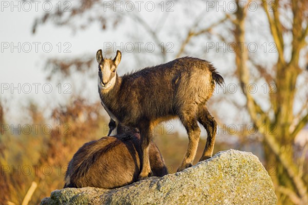 A young female chamois (Rupicapra rupicapra) standing on a rock, an adult female chamois lying on the rock. Soft sunny morning light